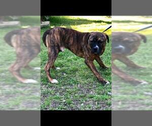 Bulloxer Dogs for adoption in Denison, TX, USA