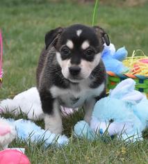 Alaskan Malamute-Border Collie Mix Dogs for adoption in Dodson, MT, USA