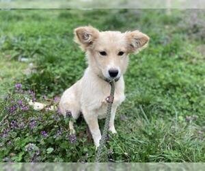 Australian Retriever Dogs for adoption in Columbus, NC, USA