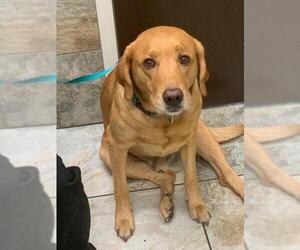 Labrador Retriever Dogs for adoption in Wilmington, NC, USA