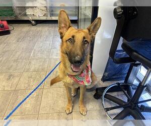 German Shepherd Dog-Unknown Mix Dogs for adoption in Grand Prairie, TX, USA