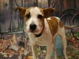 Bulloxer Dogs for adoption in Modesto, CA, USA