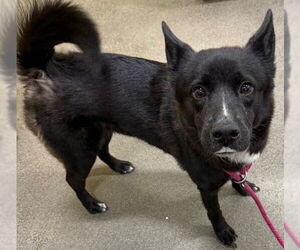 Shiba Inu Dogs for adoption in Forestville, MD, USA