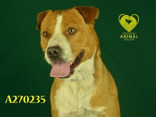 Bullboxer Pit Dogs for adoption in Stockton, CA, USA