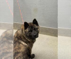 Australian Shepherd-Chow Chow Mix Dogs for adoption in Las Vegas, NV, USA