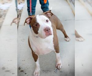 American Pit Bull Terrier Dogs for adoption in Derwood, MD, USA