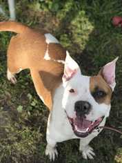 Medium Photo #1 Bullboxer Pit Puppy For Sale in Visalia, CA, USA