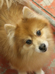 Medium Photo #1 Pomeranian Puppy For Sale in Hilton Head, SC, USA
