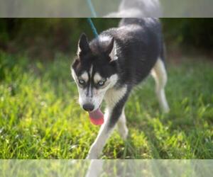 Siberian Husky Dogs for adoption in Flora, IL, USA