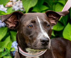 Labrador Retriever Dogs for adoption in savannah, GA, USA