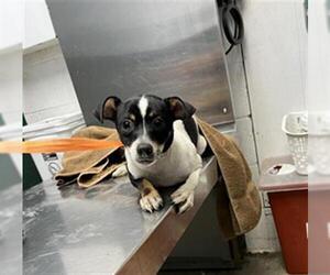 Mutt Dogs for adoption in Woodland, CA, USA