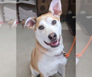 Huskies -Labrador Retriever Mix Dogs for adoption in Princeton, MN, USA