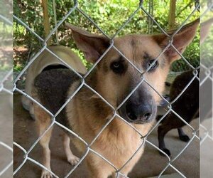 German Shepherd Dog Dogs for adoption in Pembroke, GA, USA