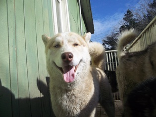Medium Photo #1 Siberian Husky Puppy For Sale in Pacific grove , CA, USA