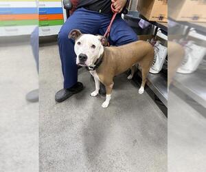 American Pit Bull Terrier Dogs for adoption in Forestville, MD, USA