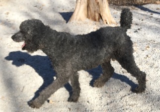 Poodle (Standard) Dogs for adoption in Harrison, AR, USA