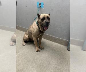 Mutt Dogs for adoption in Las Vegas, NV, USA