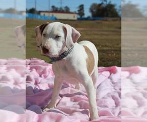 American Pit Bull Terrier Dogs for adoption in Longview, TX, USA