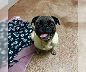 Pug Dogs for adoption in Salinas, CA, USA