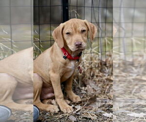 Boston Huahua Dogs for adoption in Wakefield, RI, USA