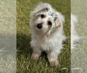 Poovanese Dogs for adoption in Phoenix, AZ, USA