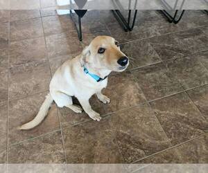 Labrador Retriever-Unknown Mix Dogs for adoption in Clovis, CA, USA