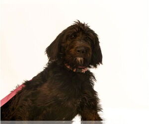 Goldendoodle Dogs for adoption in Brooklyn Center, MN, USA