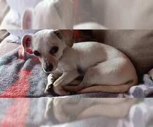 Chihuahua-Unknown Mix Dogs for adoption in Bellingham, WA, USA