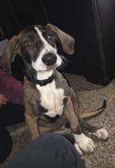 Great Dane Dogs for adoption in Siren, WI, USA