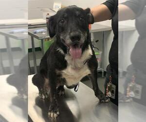 American Staffordshire Terrier Dogs for adoption in Corpus Christi, TX, USA