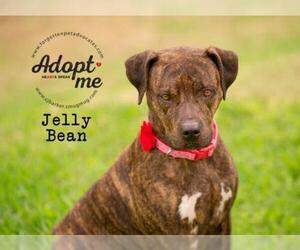 Boxer-Plott Hound Mix Dogs for adoption in Pearland, TX, USA