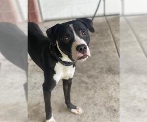 Labrador Retriever-Unknown Mix Dogs for adoption in Forestville, MD, USA