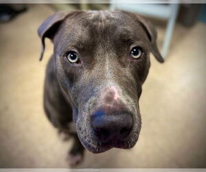 American Pit Bull Terrier Dogs for adoption in St. Cloud, FL, USA