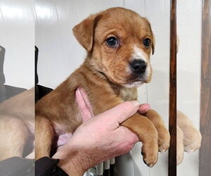 American Pit Bull Terrier-Labrador Retriever Mix Dogs for adoption in Clarkston, MI, USA