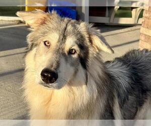 Alaskan Malamute-German Shepherd Dog Mix Dogs for adoption in Pueblo, CO, USA