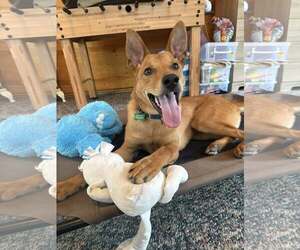 Mutt Dogs for adoption in Greenville, SC, USA