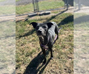 Labrador Retriever-Unknown Mix Dogs for adoption in Conroe, TX, USA