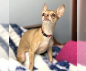 Chiweenie Dogs for adoption in Gwinn, MI, USA