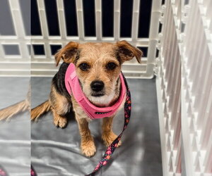 Mutt Dogs for adoption in Morganville, NJ, USA