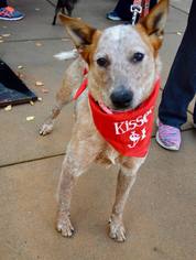 Australian Cattle Dog-Unknown Mix Dogs for adoption in Sacramento, CA, USA