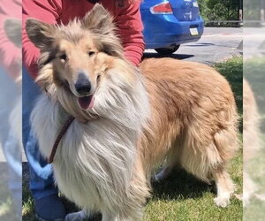 Collie Dogs for adoption in Dublin, OH, USA