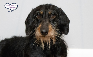 Dachshund Dogs for adoption in Lee's Summit, MO, USA