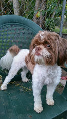 ShihPoo Dogs for adoption in Weston, FL, USA
