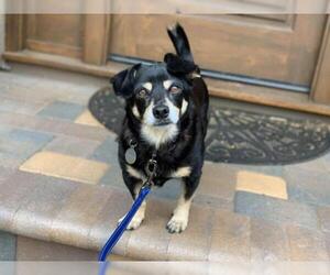 Cardigan Welsh Corgi-Unknown Mix Dogs for adoption in Santa Clara, CA, USA
