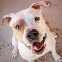 American Bulldog Dogs for adoption in Peoria, AZ, USA