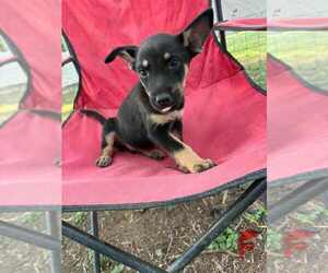 German Shepherd Dog-Unknown Mix Dogs for adoption in Brewster, NY, USA