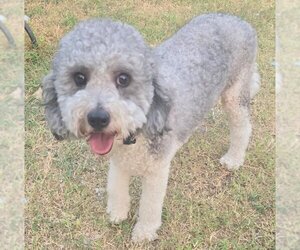 Poodle (Miniature) Dogs for adoption in San Antonio, TX, USA