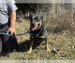 Mutt Dogs for adoption in Grand Prairie, TX, USA