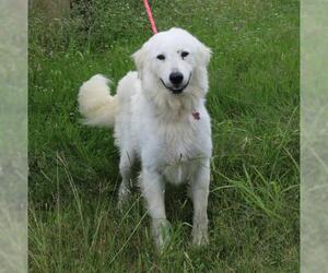 Great Pyrenees Dogs for adoption in Bandera, TX, USA