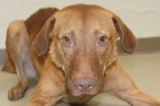 Chesapeake Bay Retriever Dogs for adoption in Salem, MA, USA